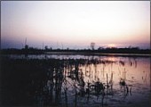 gajna 3